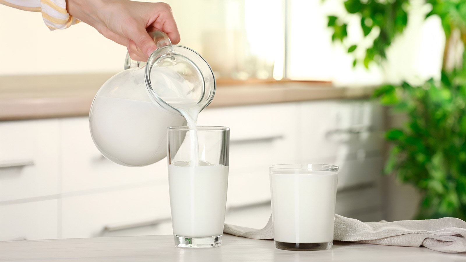 buffalo milk vs cow milk health benefits and comparison guide